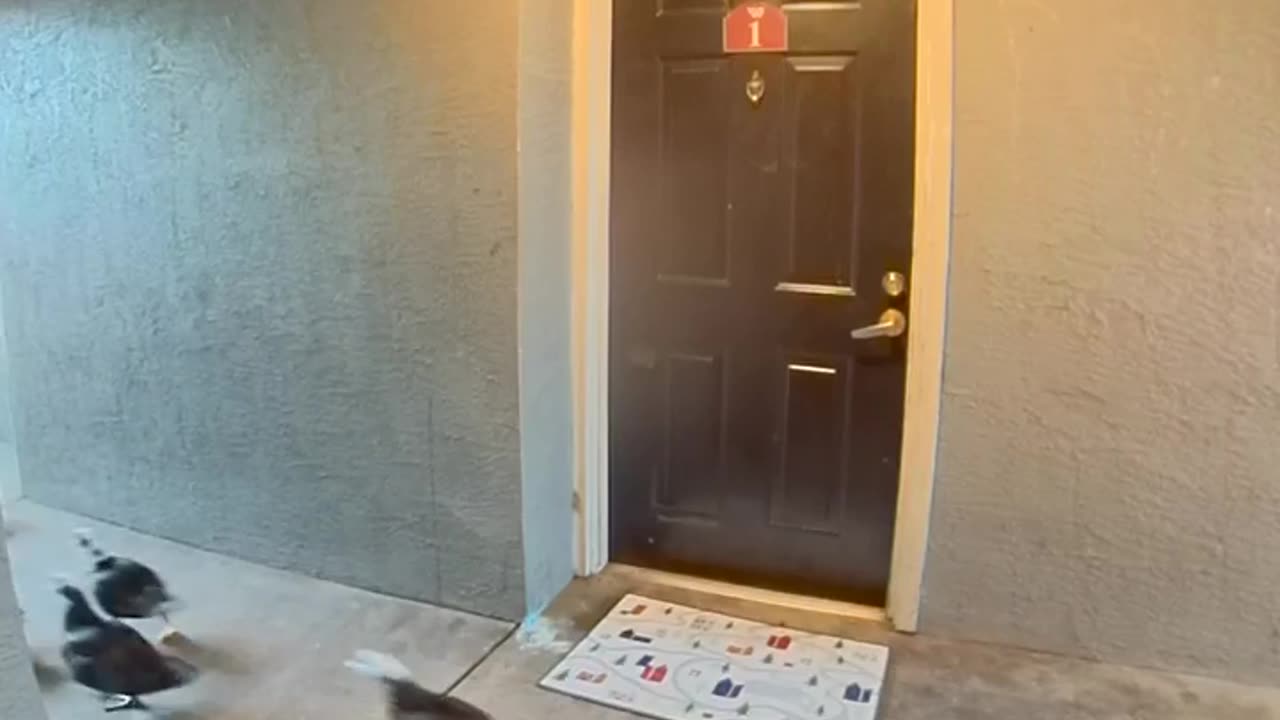 😂🏊‍♂️ "Hey, wait up! We're going to the pool too!" | FunFM