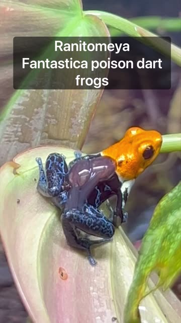 3 Year Old Indoor Ecosystem!