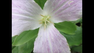 A Plant Ally Trillium May 2025