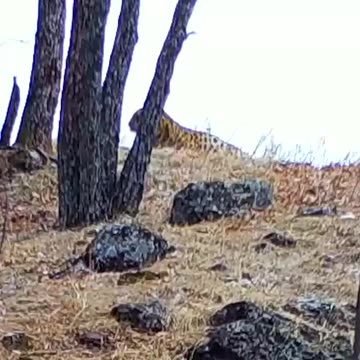 Leopards powerful roar