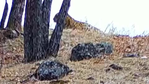 Leopards powerful roar