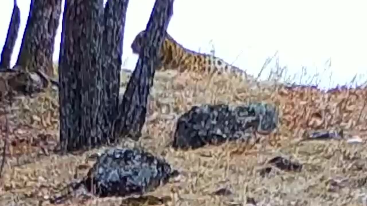 Leopards powerful roar