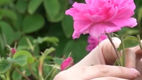 Transform Your Skin with Botanica Sugar Soufflé!