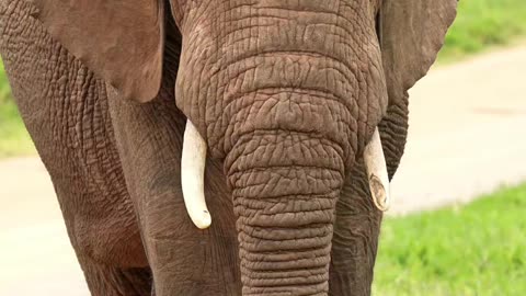 Majestic Elephants in the Wild