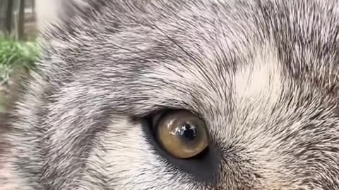 😂🐺 Wolves Can Be Funny Too! You Won't Believe How! | FunFM
			