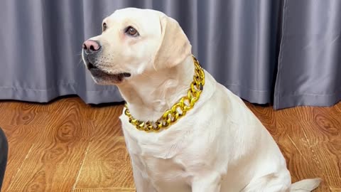 最近发现个狗头的新妙用！Recently discovered a new wonderful use of a dog's head!