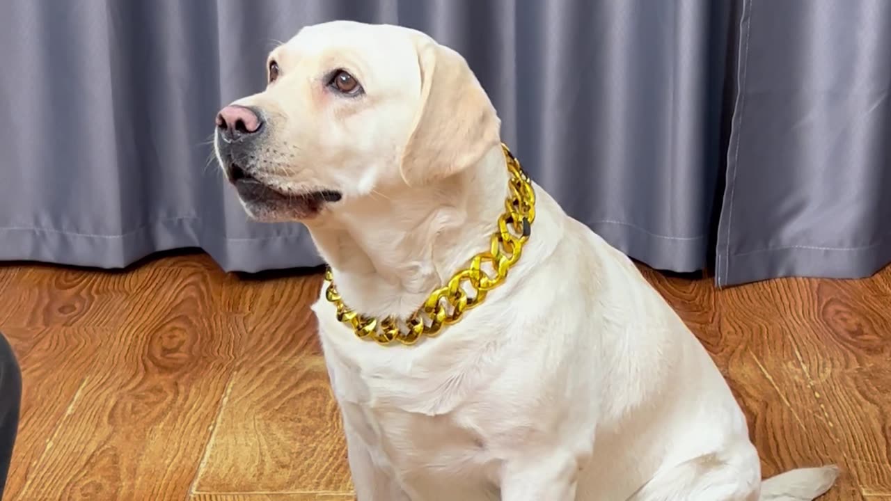最近发现个狗头的新妙用！Recently discovered a new wonderful use of a dog's head!