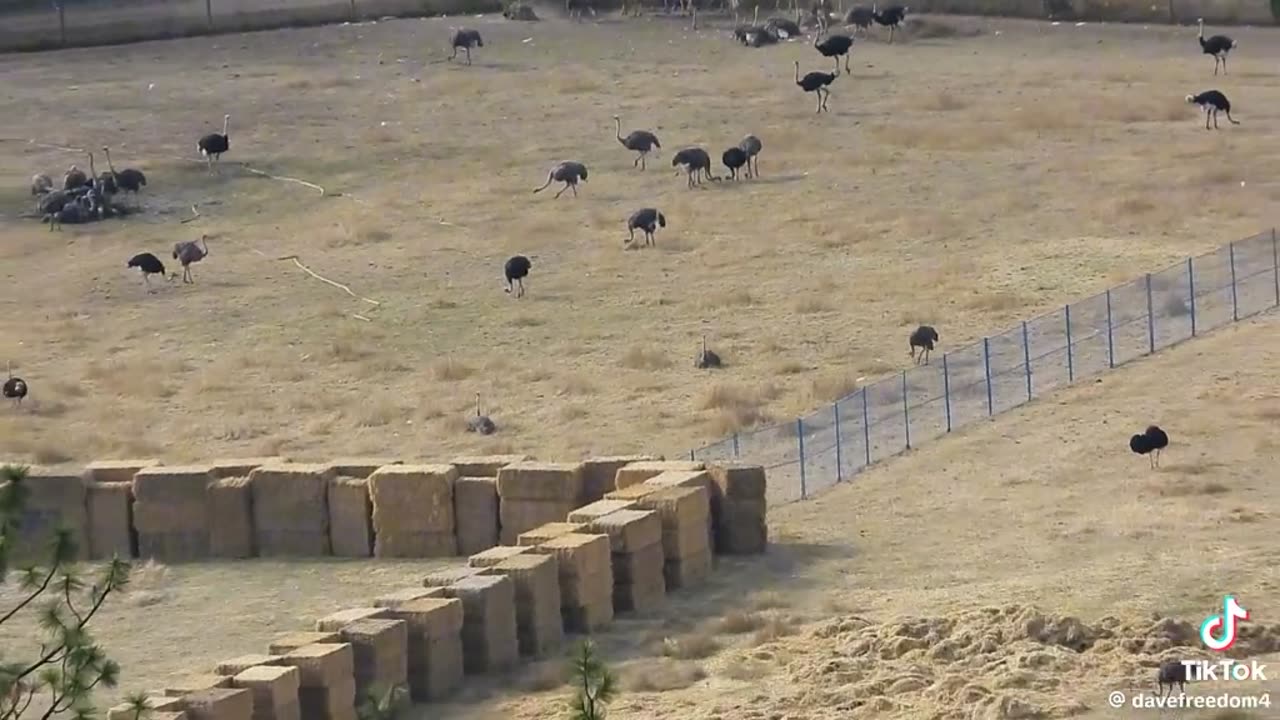 Universal Ostrich Farm Oct 25,2025 Update