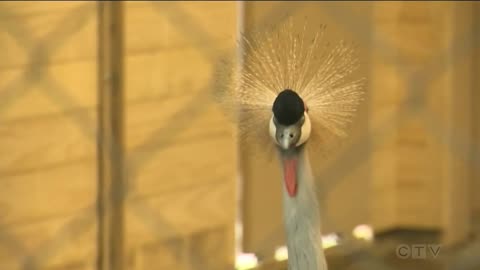 Renovated African Savannah area unveiled at Calgary zoo