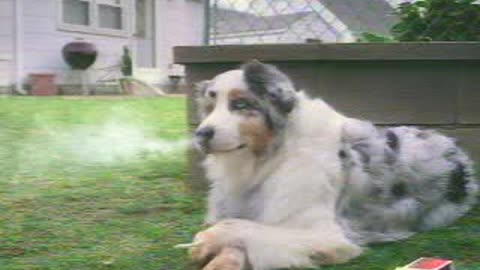 Good Dog