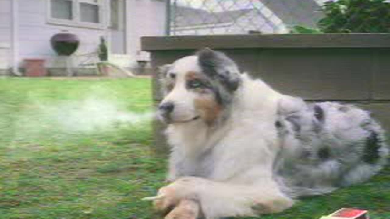 Good Dog