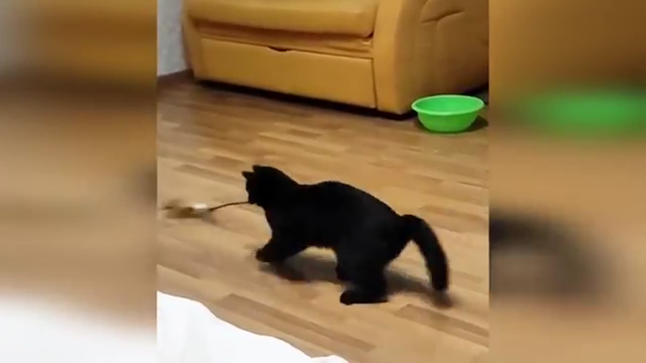 Cats malfunctions