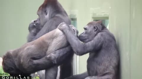 Male Gorilla Embarrassed For Mom To See His butt
