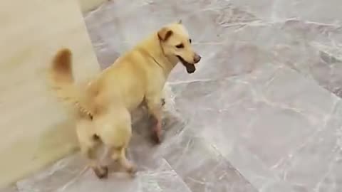 Dog's Comedy Videos 🤣 so cute videos 😍 funny videos 🤣