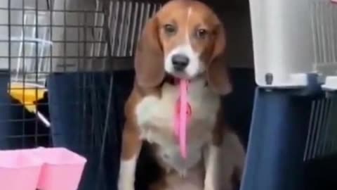 Gavin of Censored.TV. Final video #8. lab beagles feel grass and see the world for the first time.