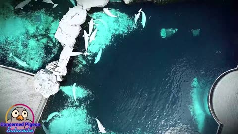 Help Save The Remaining Animals At Marineland