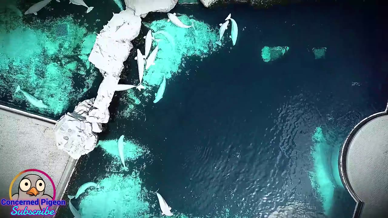 Help Save The Remaining Animals At Marineland