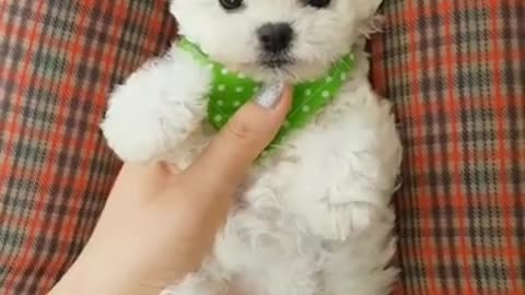 Cute Funny White Puppy