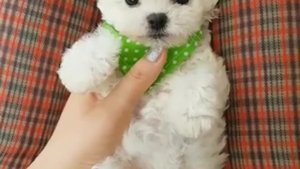Cute Funny White Puppy