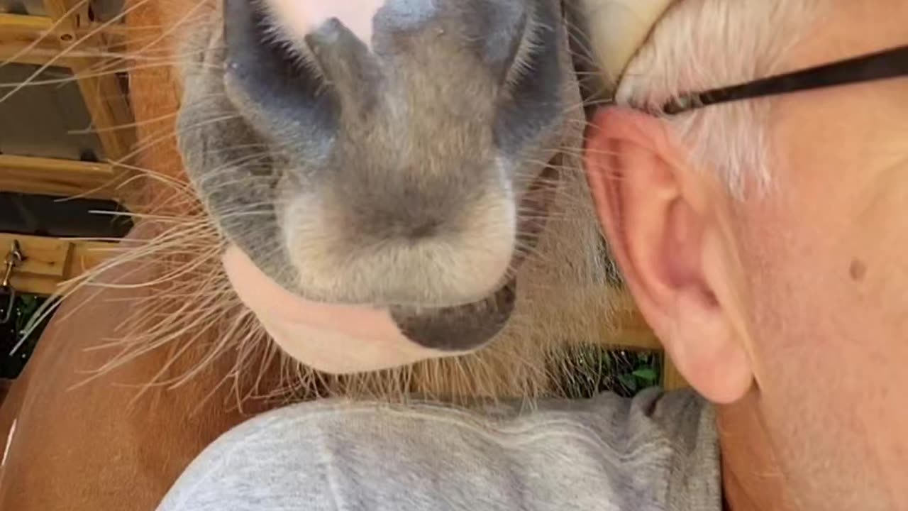 Pesky Mini Horse