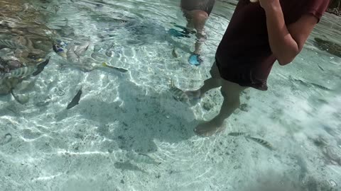 Feeding the fish at the end of the drift snorkel on Tahaa