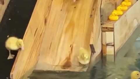 Wait the end! 🐥😂😍