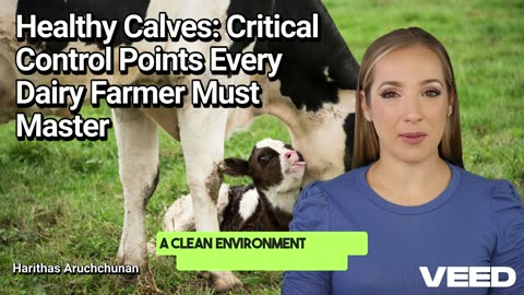 Mastering Calf Care: 4 Critical Control Points Every Dairy Farmer Must Master