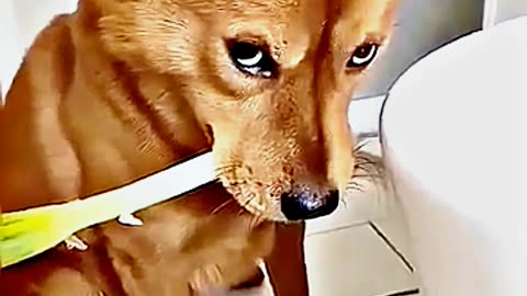😂😆 "This Dog Just Invented Comedy!" 😂😆