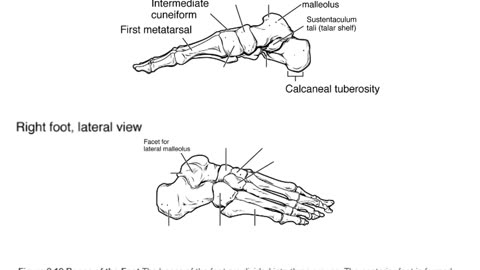 Practice identifying bones of the foot (3.0)