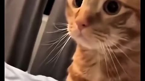 Mc nugget thief