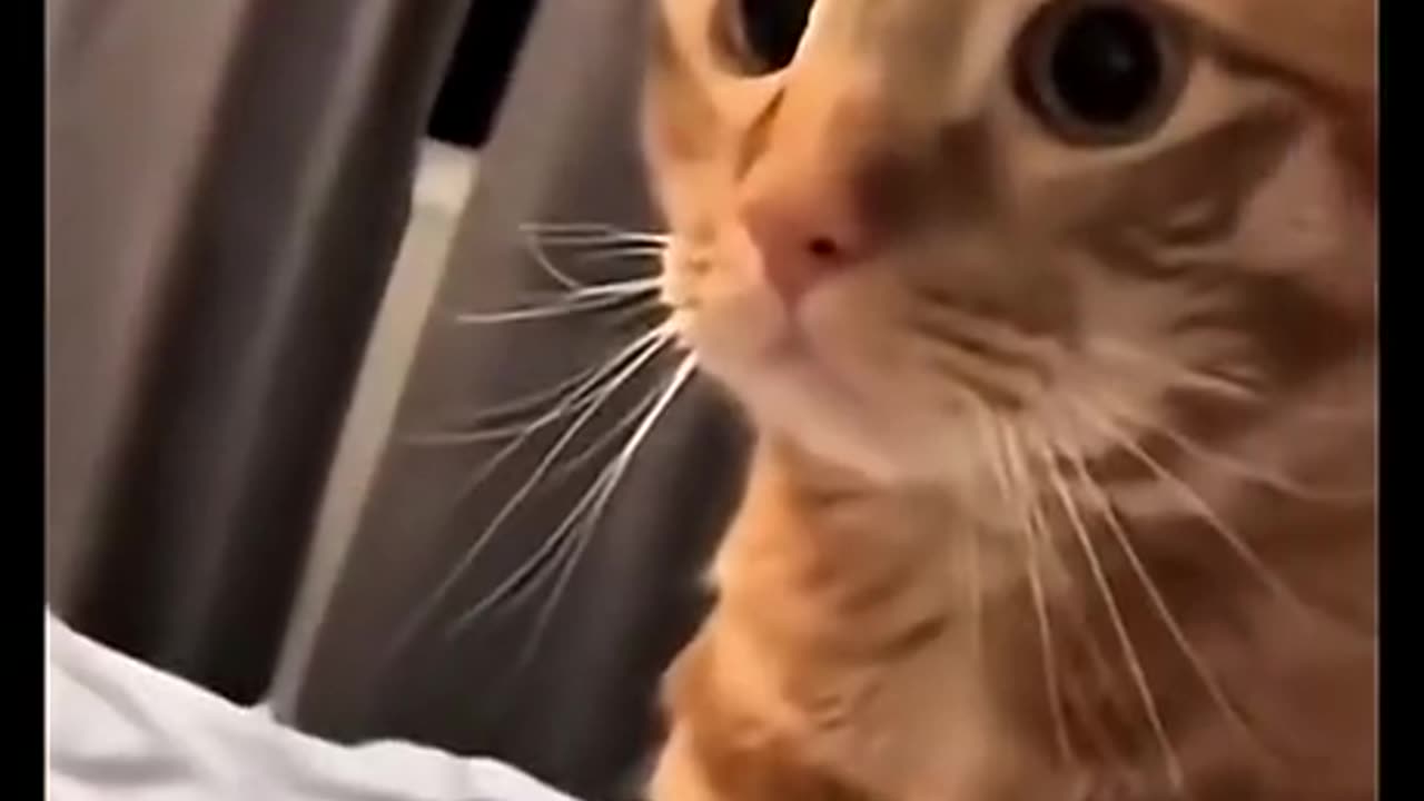 Mc nugget thief