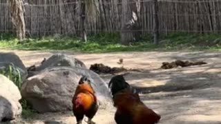 hen