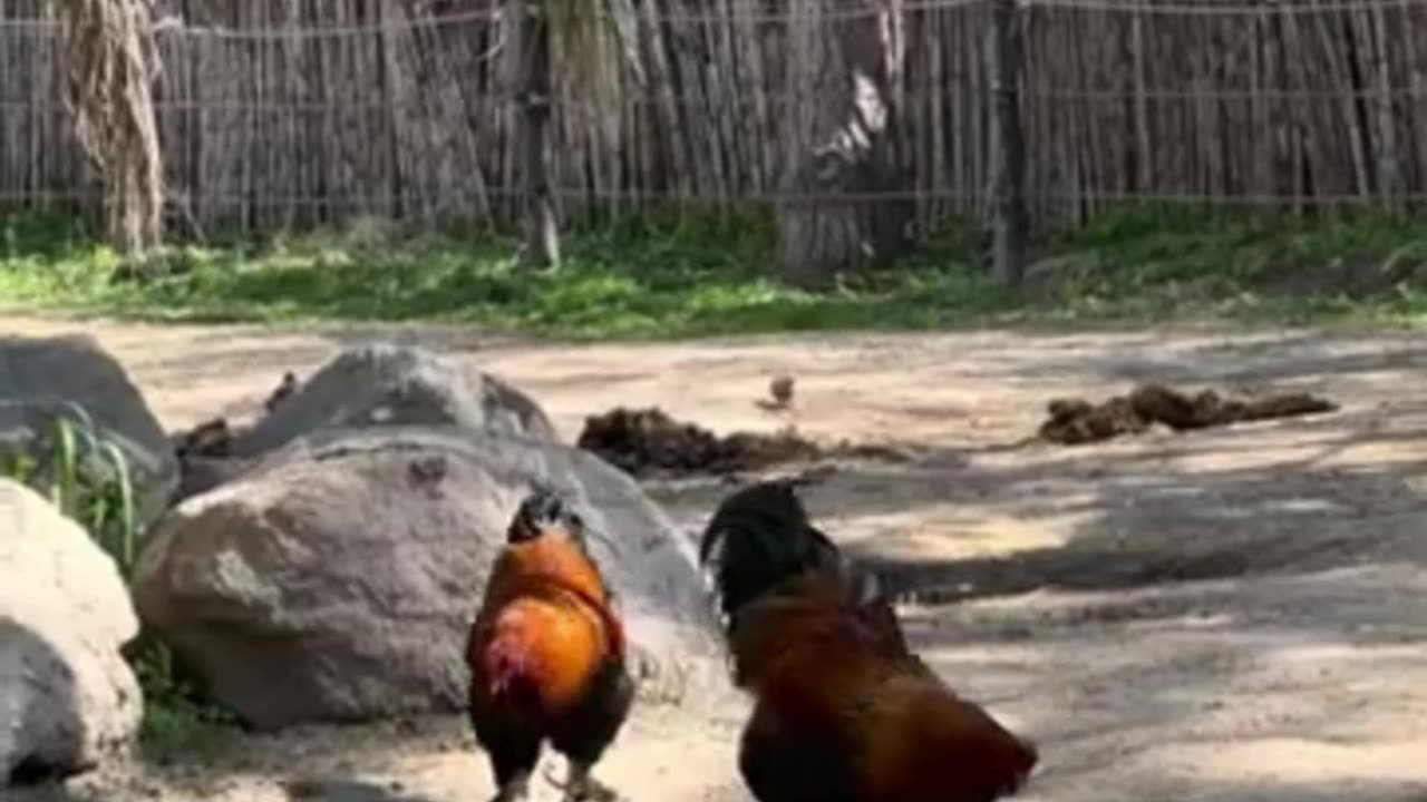 hen