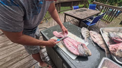 How to fillet Sheepshead and Bluefish