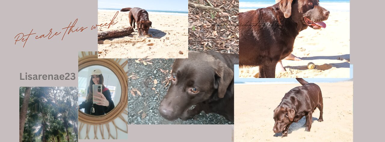 My small business - Petcare for the Week