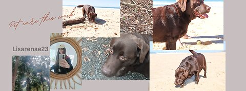 My small business - Petcare for the Week