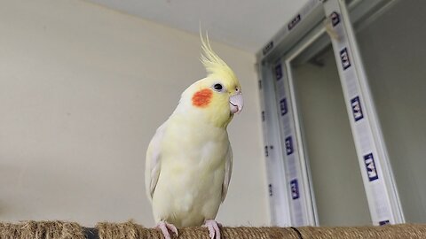 Cockatiel Sounds/Singing -Cute Birds