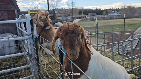 Graham Family Farm: 2:55 PM March 13 2025