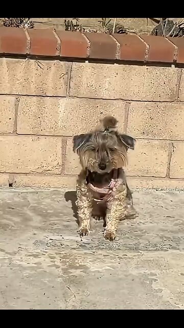 Sleepy Pup Wakes Up — Waffles Starts the Day Slowly 🐾