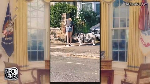 Pig Prevents Muslim Rape in Europe