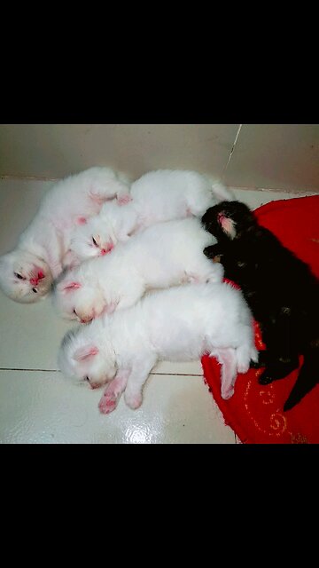 cat baby was sleep ❤️❤️❤️❤️