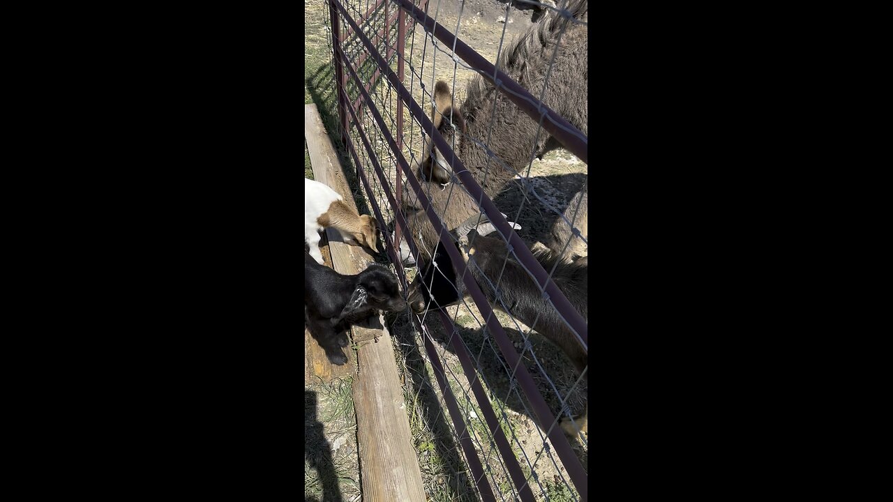 Maisey checking on the babies
