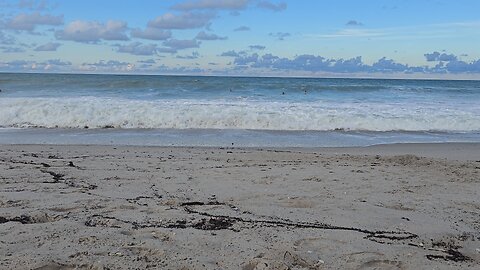 Luna Enjoying The Ocean Melbourne Beach FL