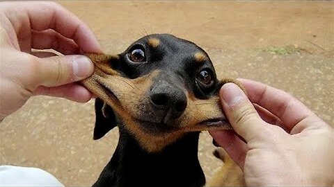 Funniest Animal Videos Ever (Part 22)