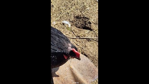 Some yummy worms!