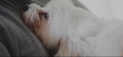 Euthanasia is ethical for animals – right or wrong