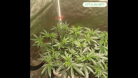 Growing with LIT in the Mitt