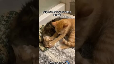 These Animals Have No Idea How Funny They Are!