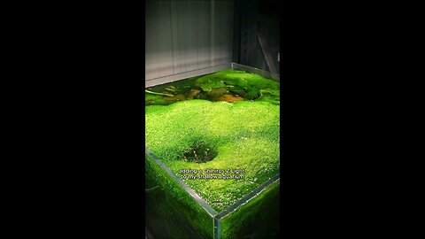 Recently picked up the Chihiros Z light tiny