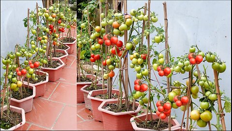 Tips for growing Tomatoes at home with many fruits and fast harvest